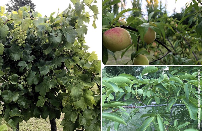 019-NAM-foto-3-frutas-natureza-arvores-trabalho-voluntario